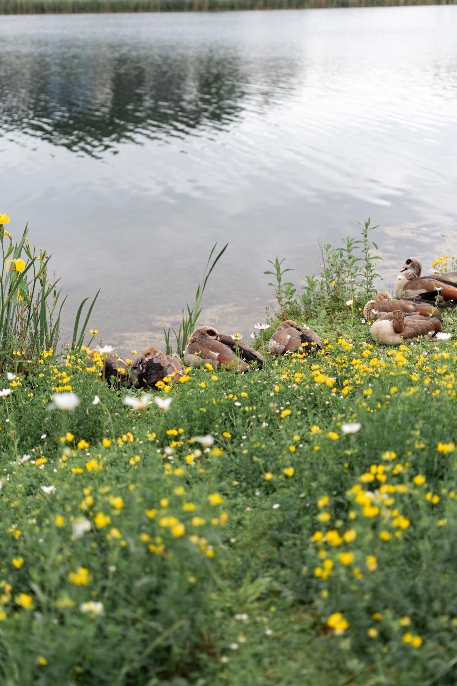 Phoenixsee Walk